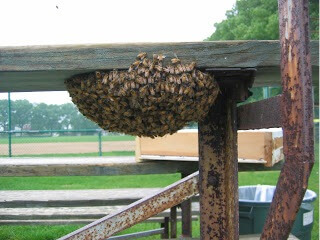 Is your grandstand a host to bees, wasps and yellow jackets?